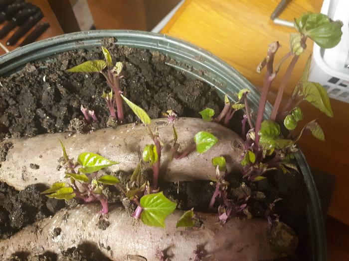 sweet potato slips sprouting