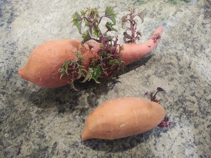 sweet potato slips sprouting