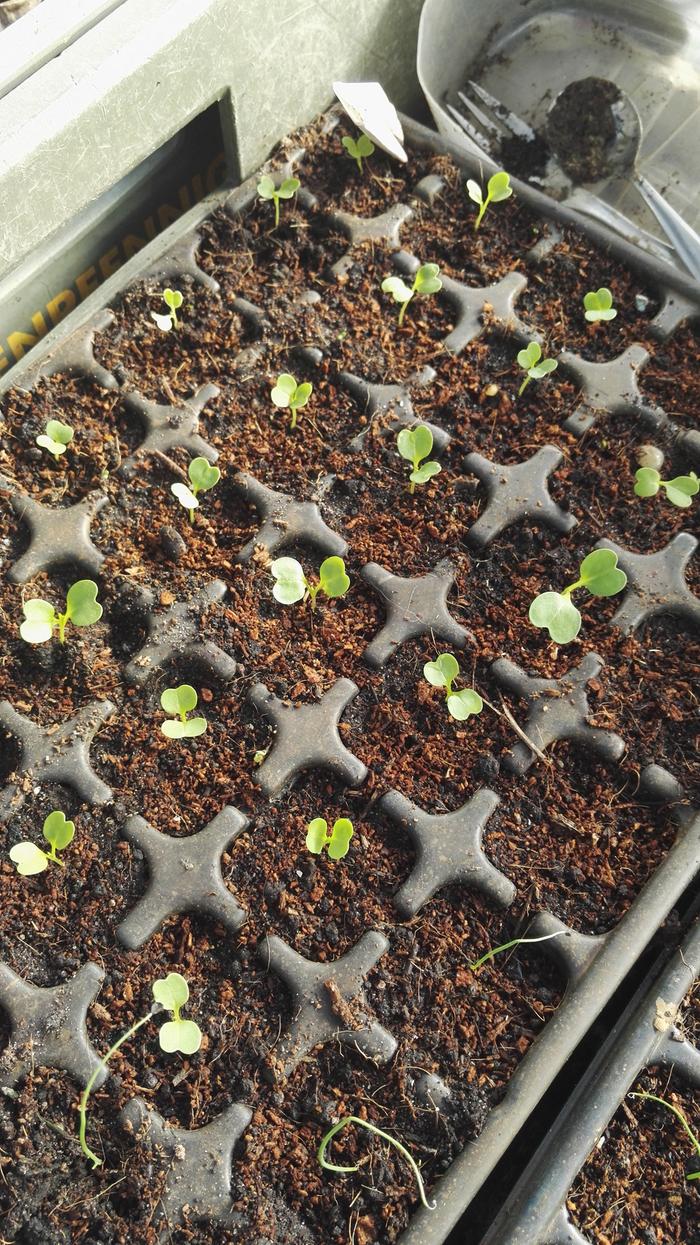 Big seed tray, cut in half