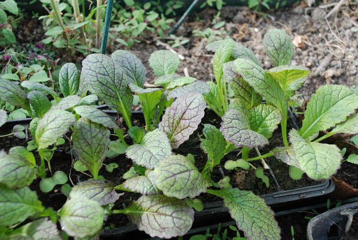 small flimsy seed tray