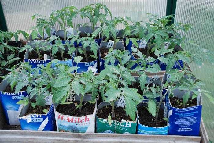 tomatoes in last transplanting stage in milk cartons