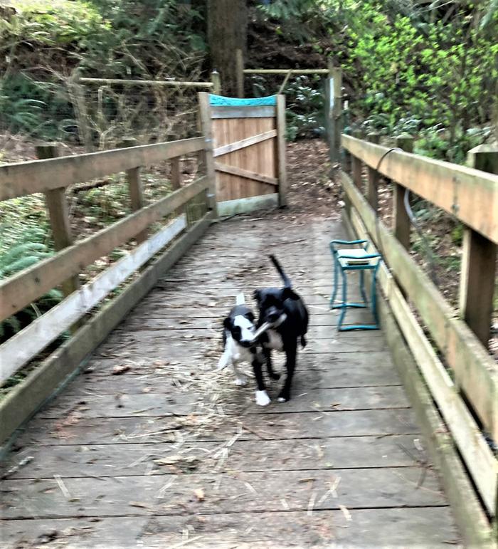 Bridge to where gardens will go