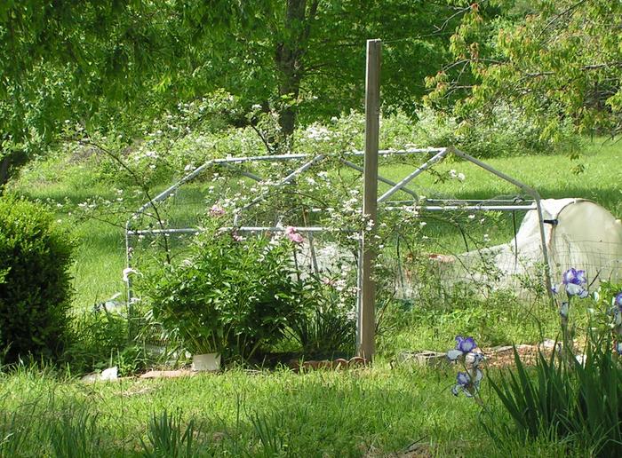 Natchez blackberries blossoming