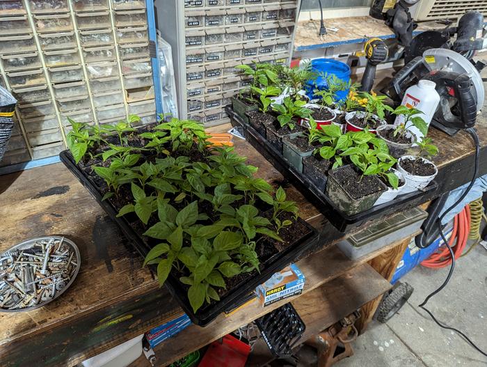 I should probably have a plant garage sale........