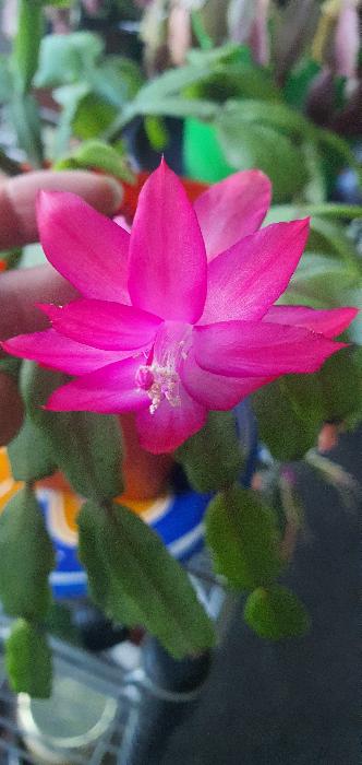 Dark pink zygocactus