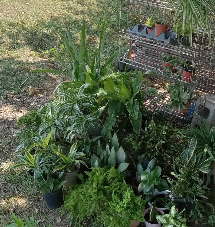 Indoor plants go outdoors from May to Oct