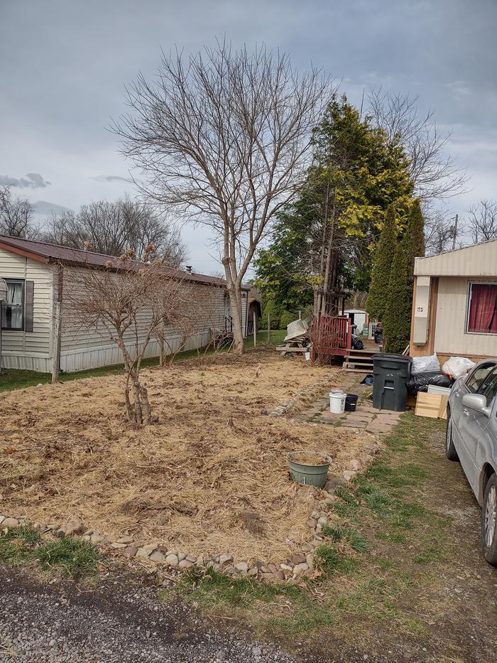 permaculture-yard-mulched-leaves-hay