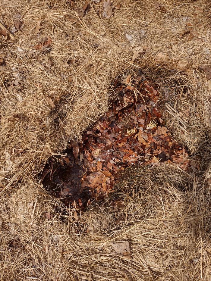 leaves-as-compost-bedding-for-seeds