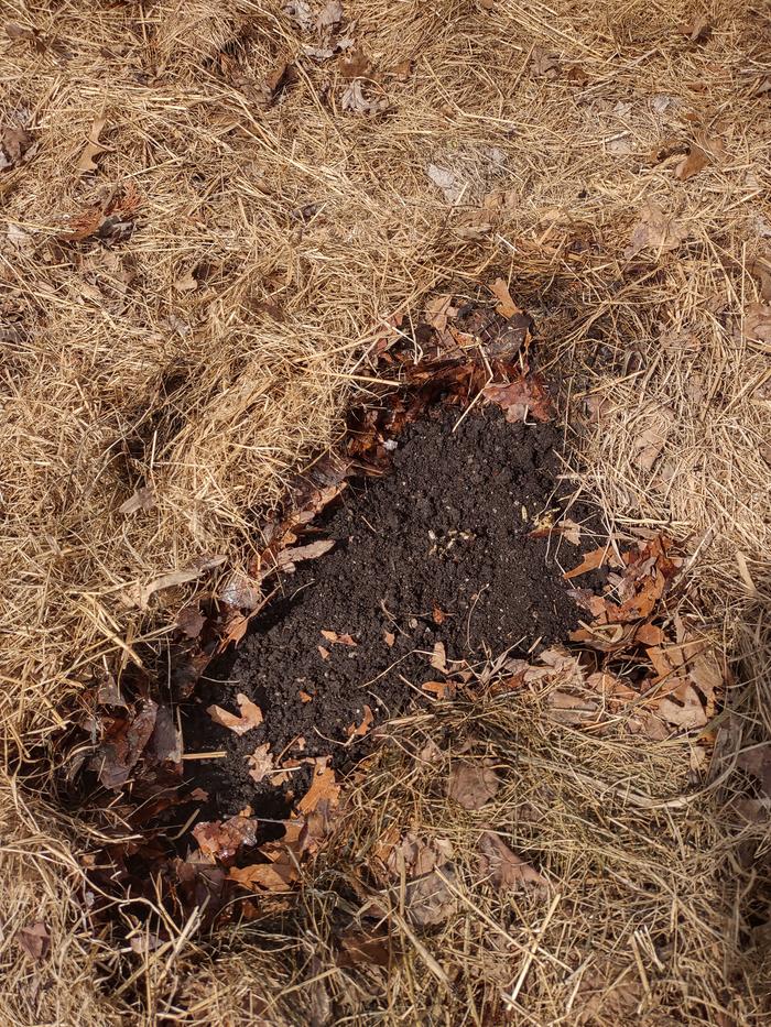 soil-over-compost-bedding-for-seeds