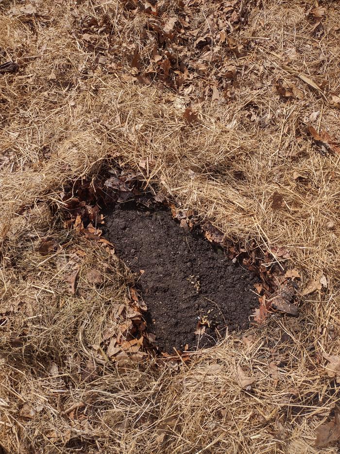 seeds-covered-with-soil