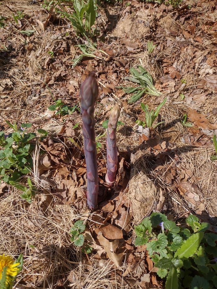 Purple asparagus sprouting