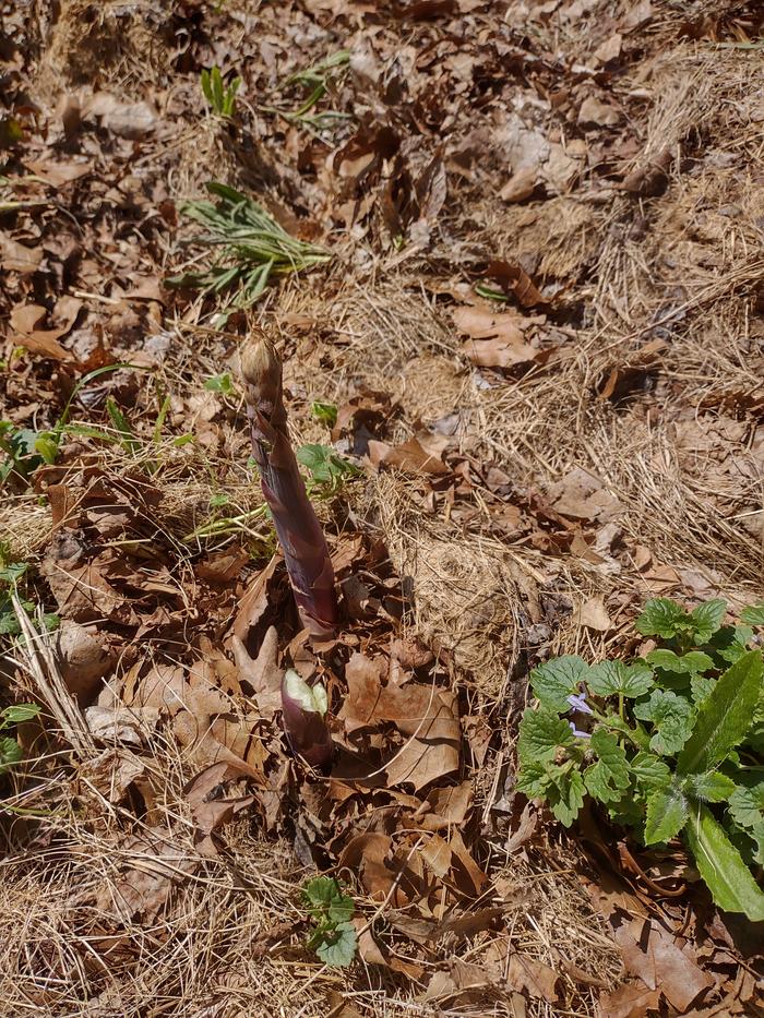 Asparagus munched by deer