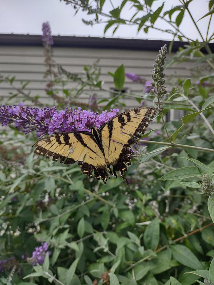 Huge swallowtail on bfb