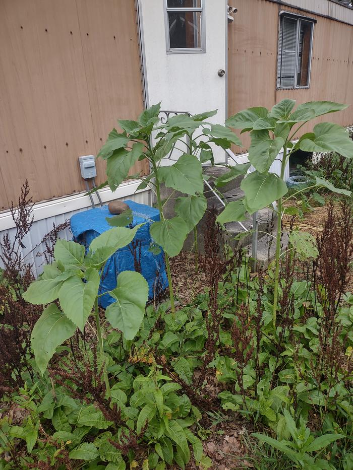 Surviving sunflowers in east yard. Critter shared all the rest.