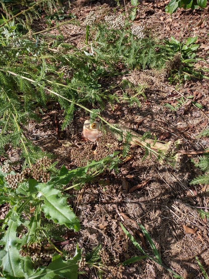 Mushu of the Forest hiding in a grove of milfoil