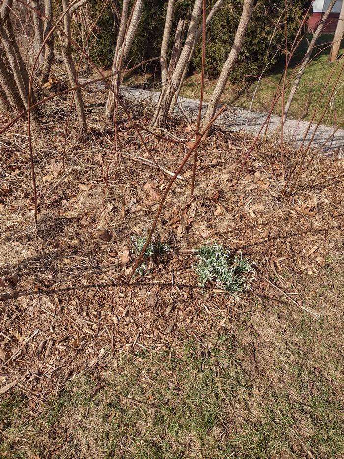 Snowdrops out early