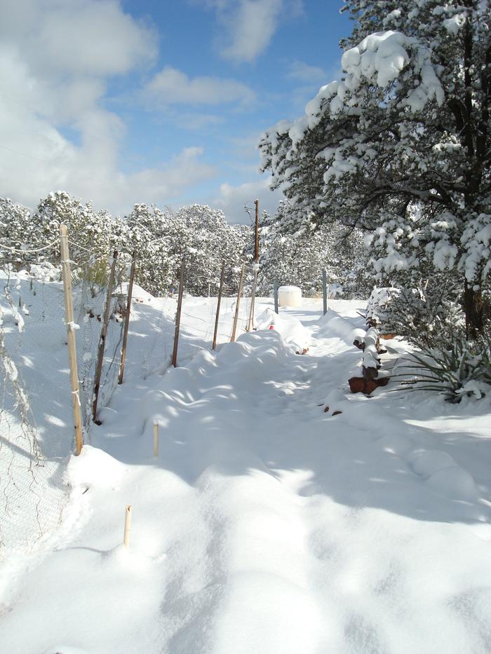 Brassicas under snow 1/1/2015