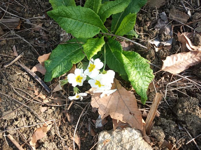  Mystery plant