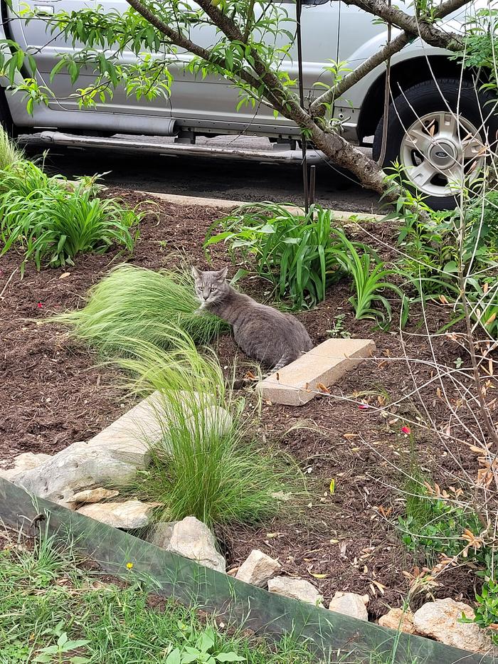 My cat likes to catch the feather grass on windy days