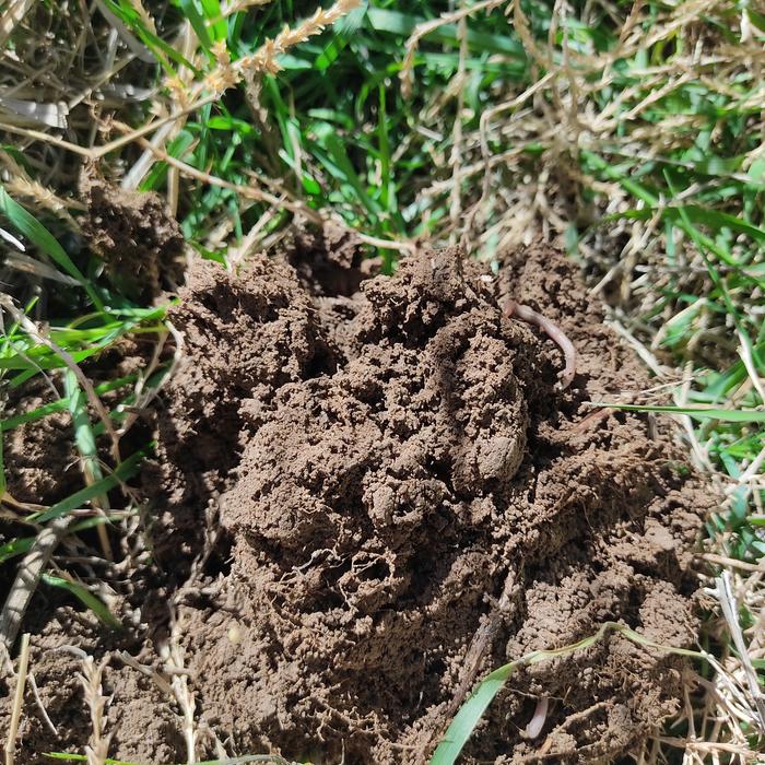 Drainage pond soil with worms