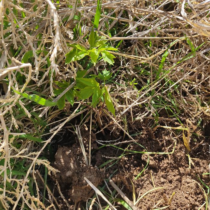 Tree planted in drainage pond 