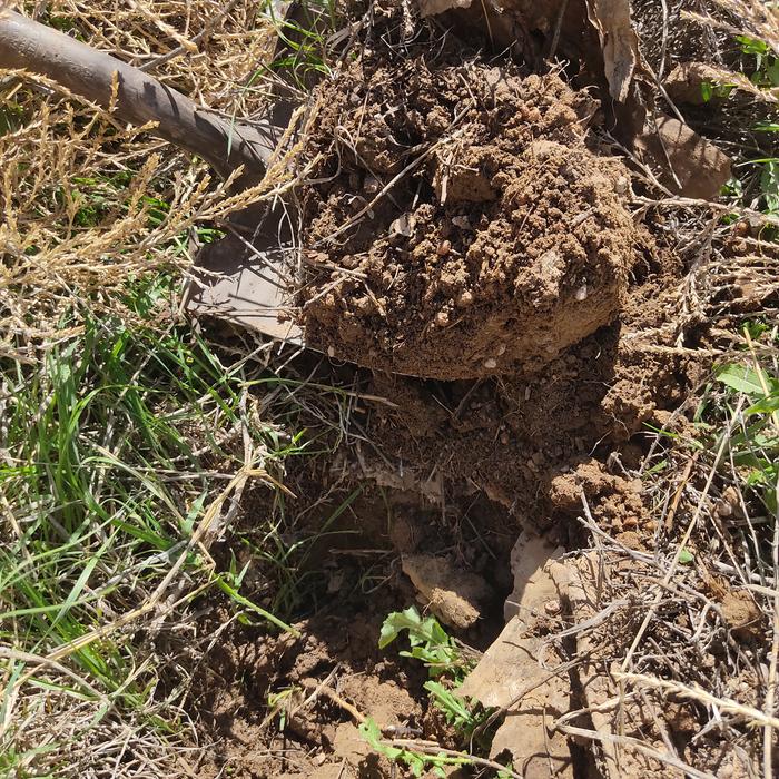 Mini krater. Soil was digganle but no worms.