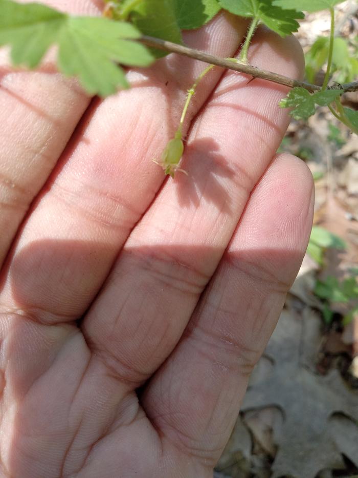 Flower bud