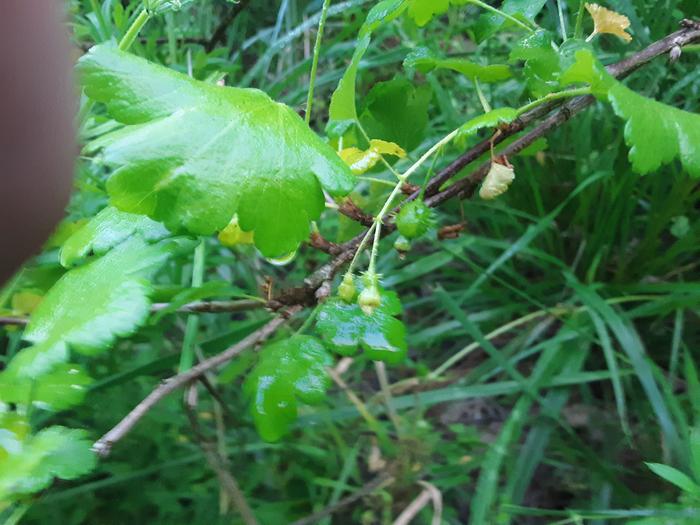 eastern spiny gooseberry