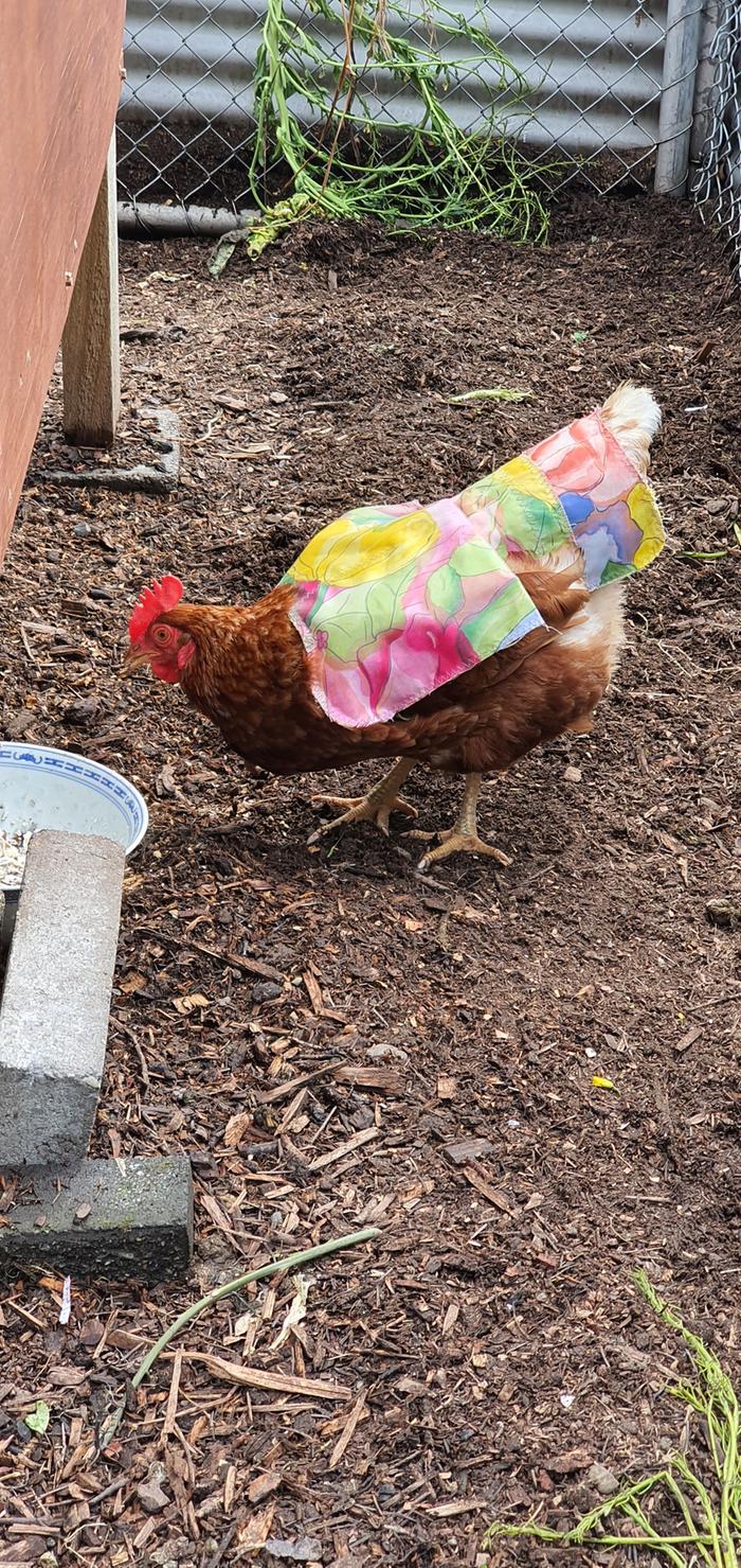 Chicken wearing saddle