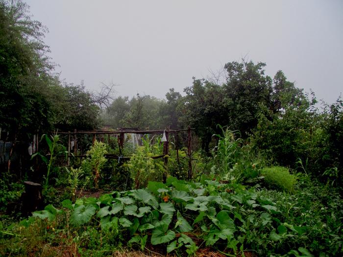 romania-food-garden