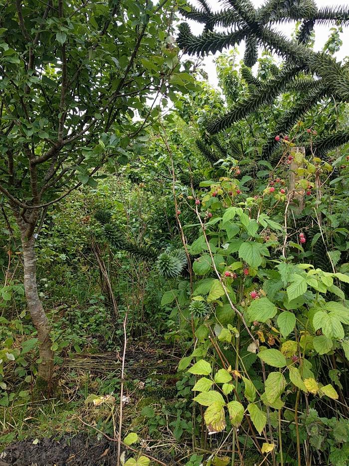 food forest garden polyculture