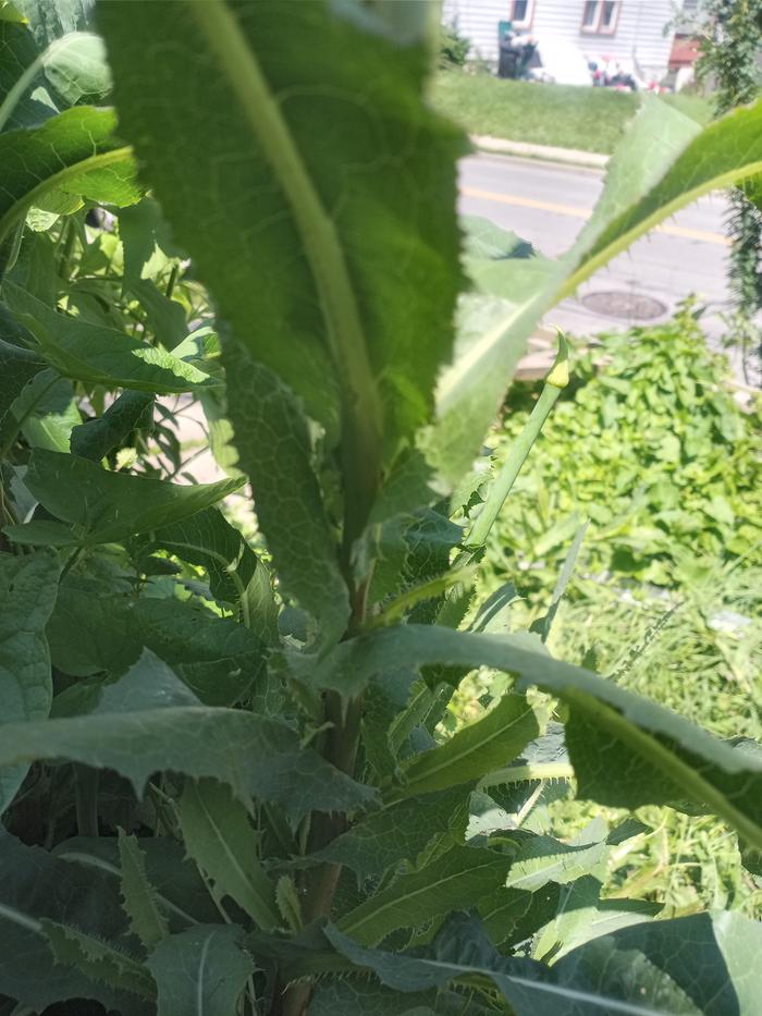 Front yard foraging 