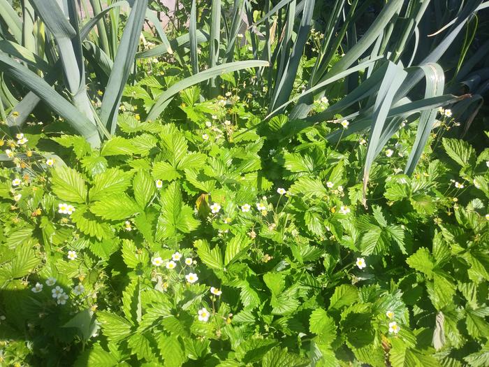 A carpet of strawberries! 