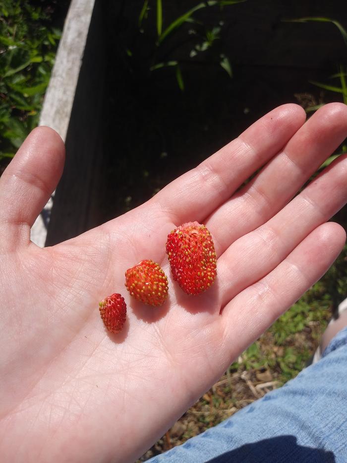 Comparison of size of berries from the same 4'x4' area. 