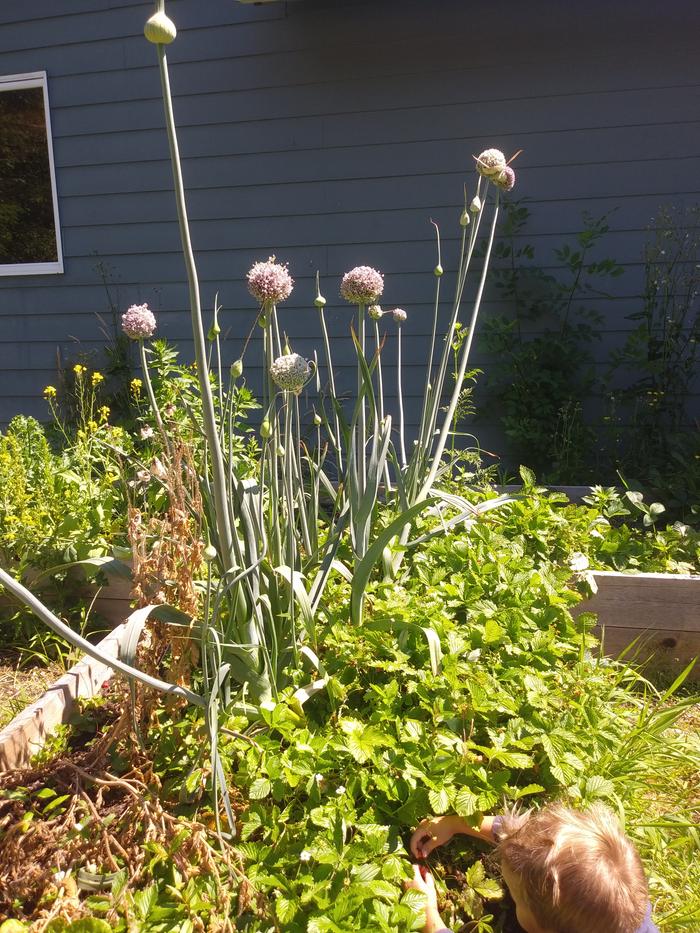 A wider view. The left size is more sparse because I only planted them in a row two plants wide on the right side last year. Next year I'm sure it will be completely filled. 