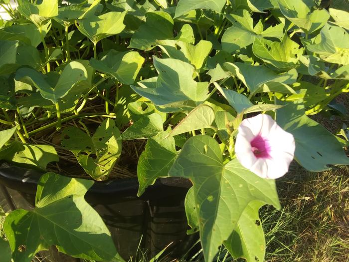 my sweet potato vine is blooming