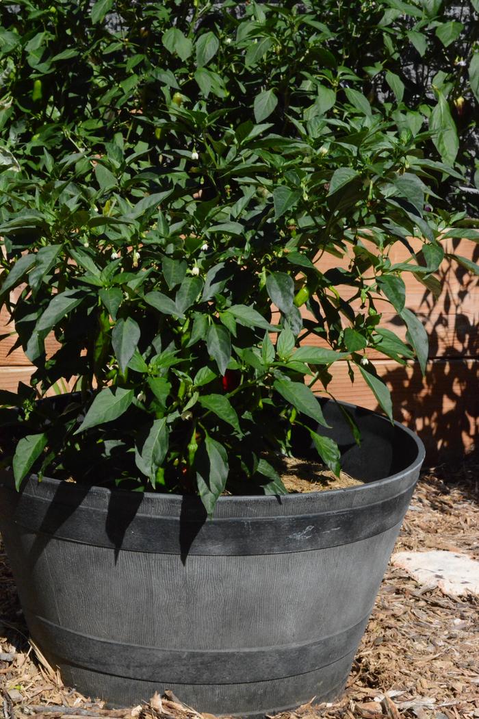 Fushimi Sweet Pepper in 24 inch container