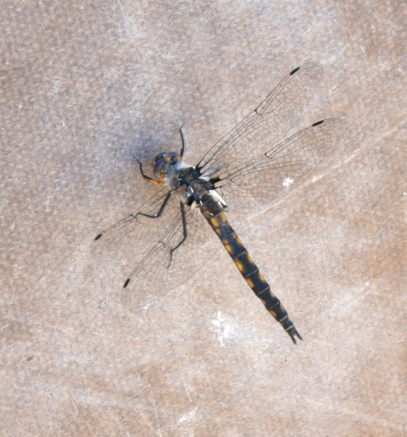 Dragonfly perched on a piece of hardboard