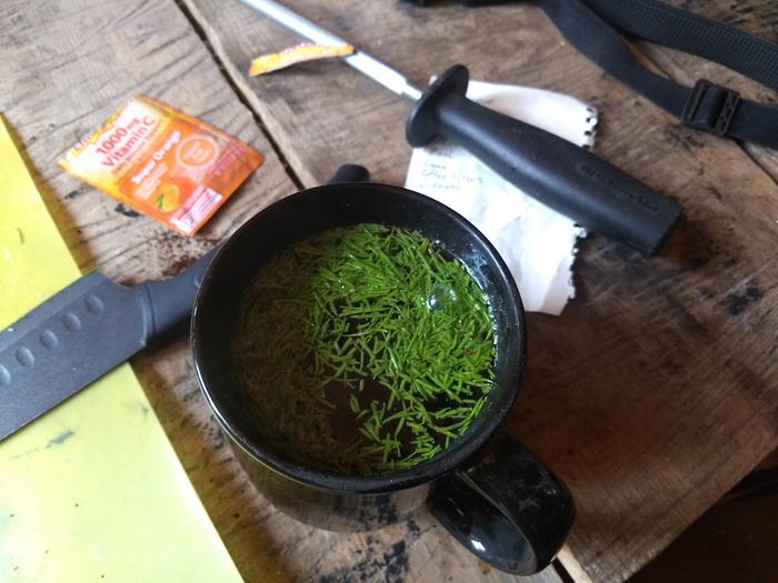 Making fir needle tea