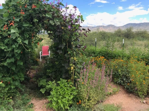 [Thumbnail for trellis-gardening-in-desert-to-create-shade-and-retain-moisture.jpg]