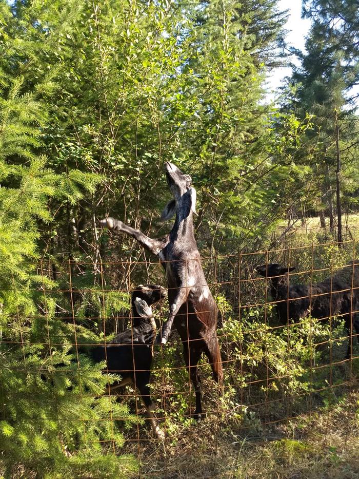 Goats already know the secret. Here Angel is reaching for the last available serviceberry leaves.