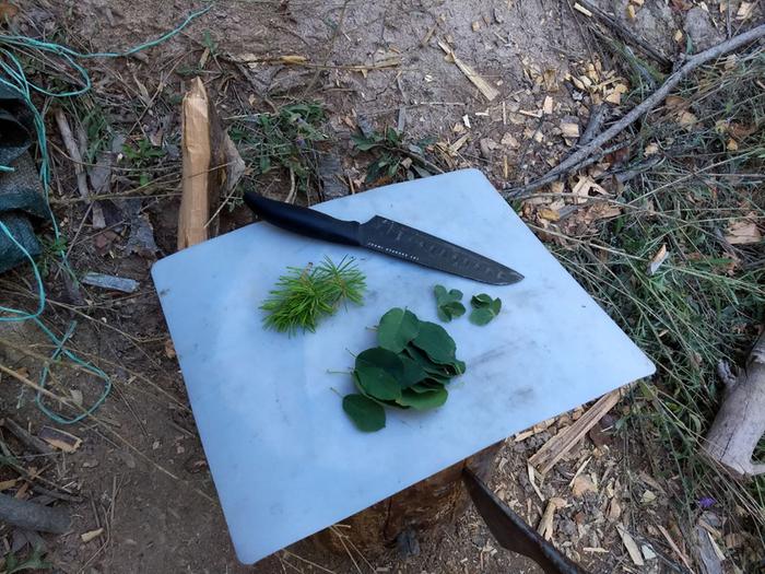 Fir tips, serviceberry and wild rose leaves