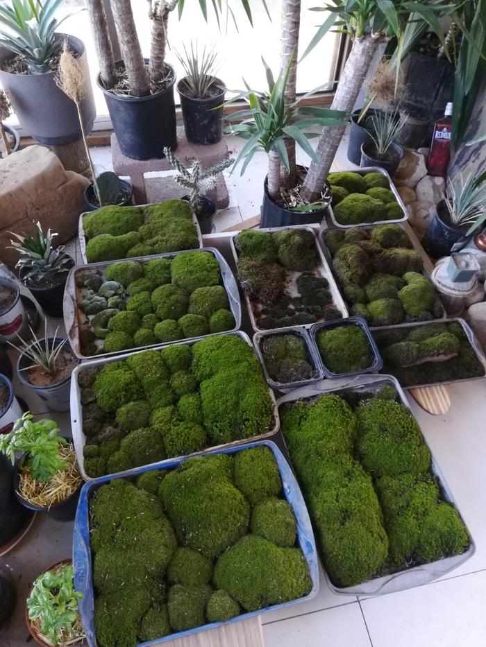 using moss with tropical plants