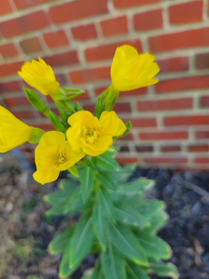 Evening Primrose