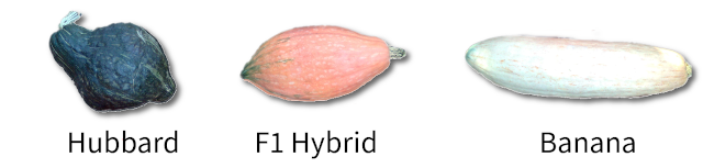 Hybrid squash with parents