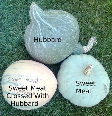 Hubbard, sweat meat, and a hybrid between them.