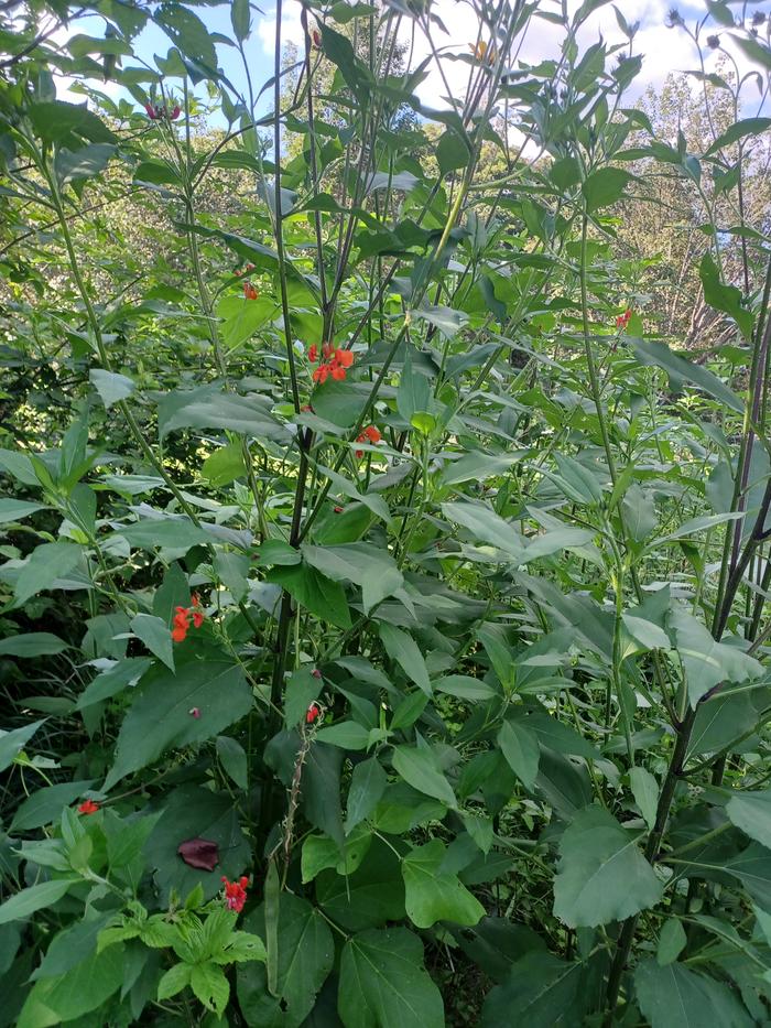 a sunchoke patch with a few scarlet runner beans climbing it