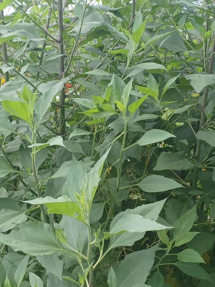 a sunchoke patch with a few scarlet runner beans climbing it