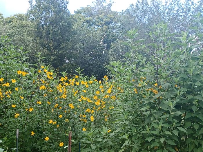 sunchoke patch polyculture