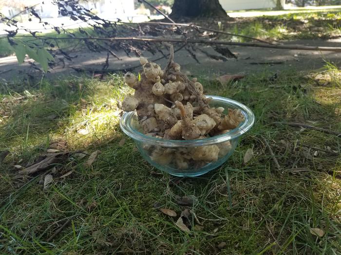 stampede tuber harvest yeild